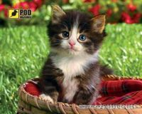 Килимок Podmyshku Кошеня у кошику, пластик